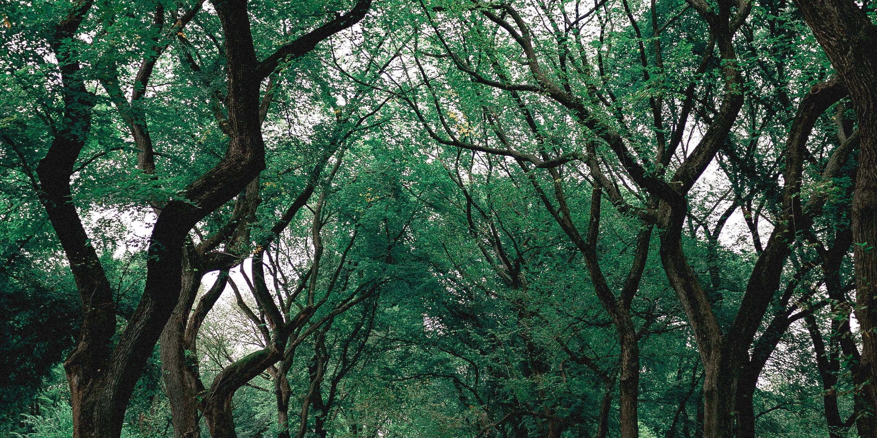 branches-central-park-environment-1770809